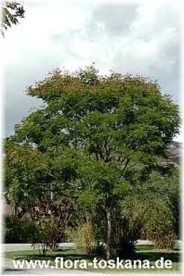 peltophorum_pterocarpum_ganz_1_-_061106.jpg
