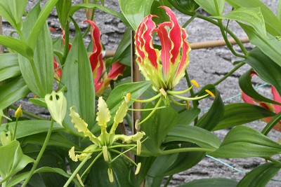 IMG_4423.JPG