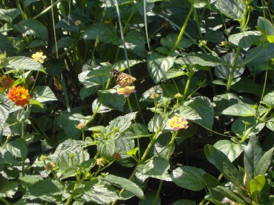 Schmetterling in Wandelrose.jpg