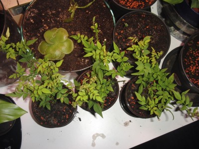 jasminum.jpg