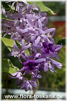 petrea_volubilis_1_-_160806.jpg