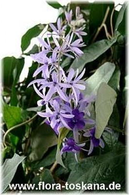 petraea_volubilis_3_-_digi.jpg