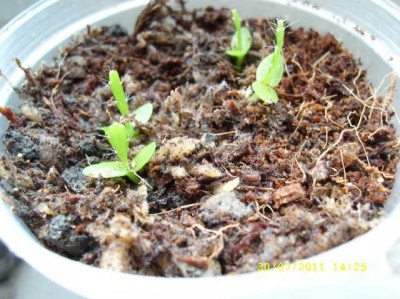 Pseudorhipsalis ramulosa.jpg
