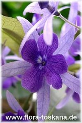 petraea_volubilis_1_-_digi.jpg
