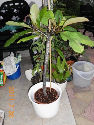 DSCI0445.JPG