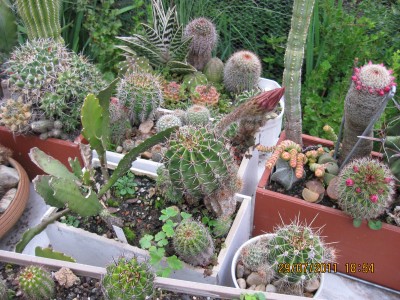2011_6972.jpg
