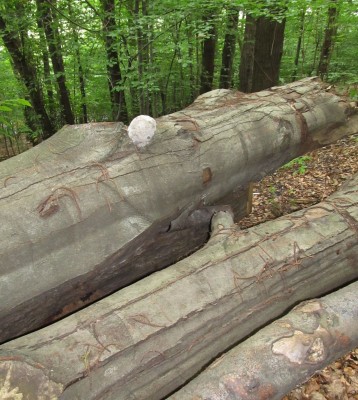 Pilz_6.jpg