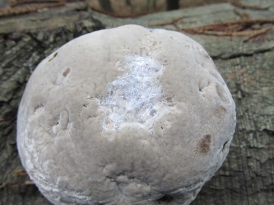 Pilz_4.jpg