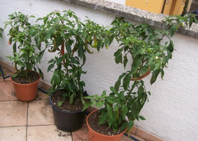 Chilis_30.07.11.jpg