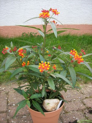 Seidenpflanzen_30.07.11_2.jpg