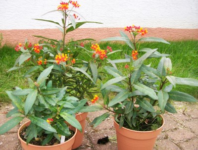 Seidenpflanzen_30.07.11.jpg