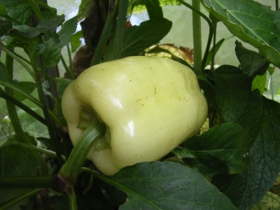 RIMG0049.JPG