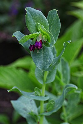 IMG_1918.JPG