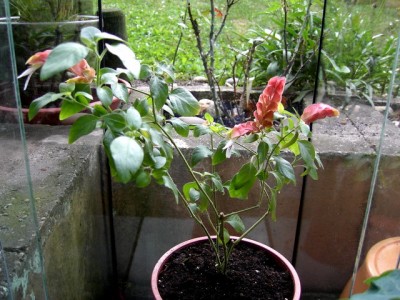 Zimmerhopfen - Justitia brandegeana 12.08.07.JPG