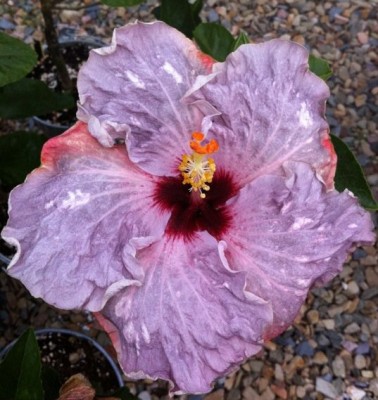 Glades Vanty Fair.jpg