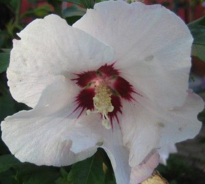 Bild green24 287.jpg