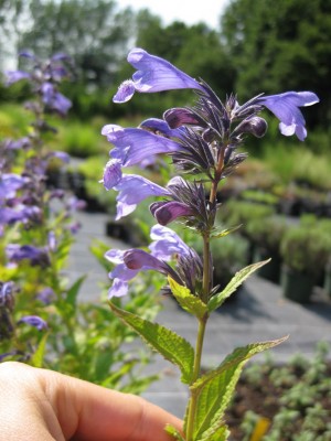 Rästel_0058Nepeta sibirica.jpg