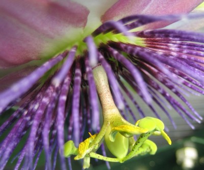 Bild green24 284.jpg