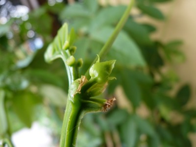 alata knospe.jpg
