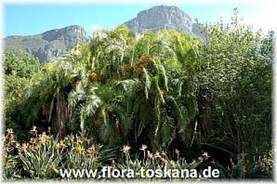 phoenix_reclinata_-_201005.jpg