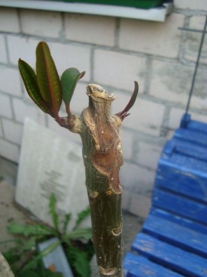 DSC03405.jpg