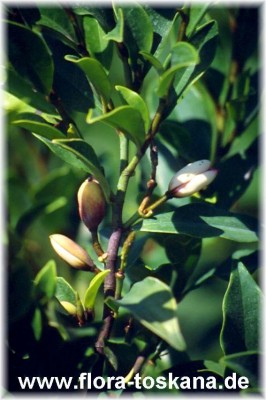 michelia_figo_2_-_dia.jpg