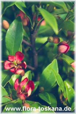 metrosideros_variegata__3__-_100507.jpg