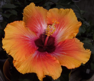 Cosmic Dancer 31.7.11.JPG