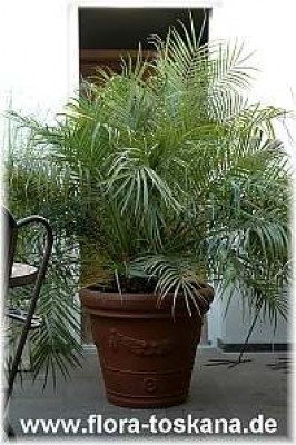 phoenix_roebelenii_3_-_111205.jpg