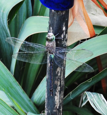 Berlin 2 194 (1760x1899).jpg