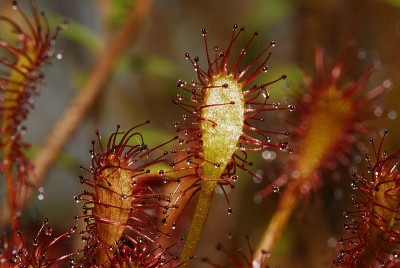 dsc_7572_Drosera_intermedia.jpg