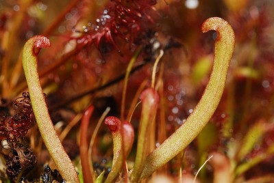dsc_7574_Sarracenia_Saemlinge.jpg