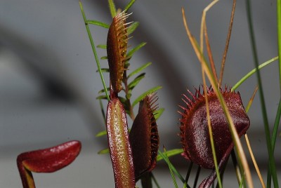 dsc_7577_Venusfliegenfalle.jpg