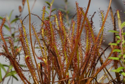 dsc_7579_Drosera_x_hybrida.jpg