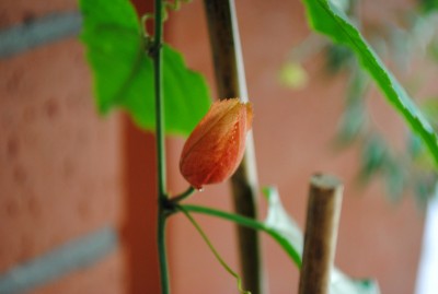 DSC_0078.jpg