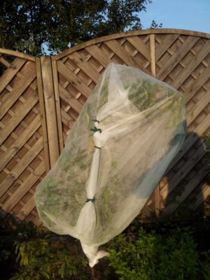 Nashi verpackt.jpg