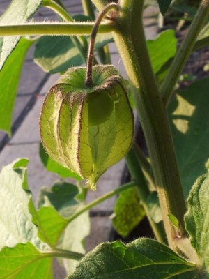 Physalis Frucht.jpg