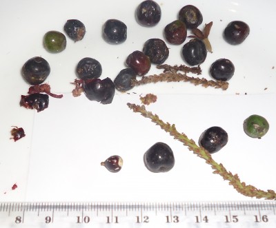 48. Unbekannter Baum, DSC07178.JPG