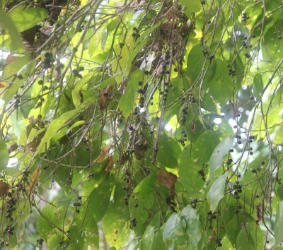 48. Unbekannter Baum, IMG_5217.JPG