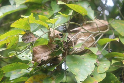 48. Unbekannter Baum, IMG_5213.JPG