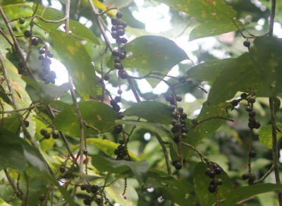 48. Unbekannter Baum, IMG_5212.JPG