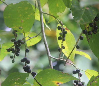 48. Unbekannter Baum, IMG_5209.JPG