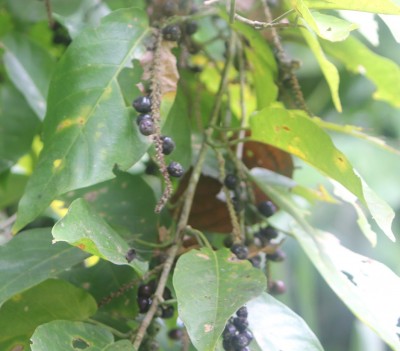 48. Unbekannter Baum, IMG_5208.JPG