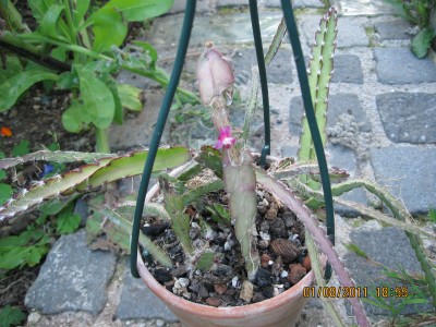 2011_7070.jpg