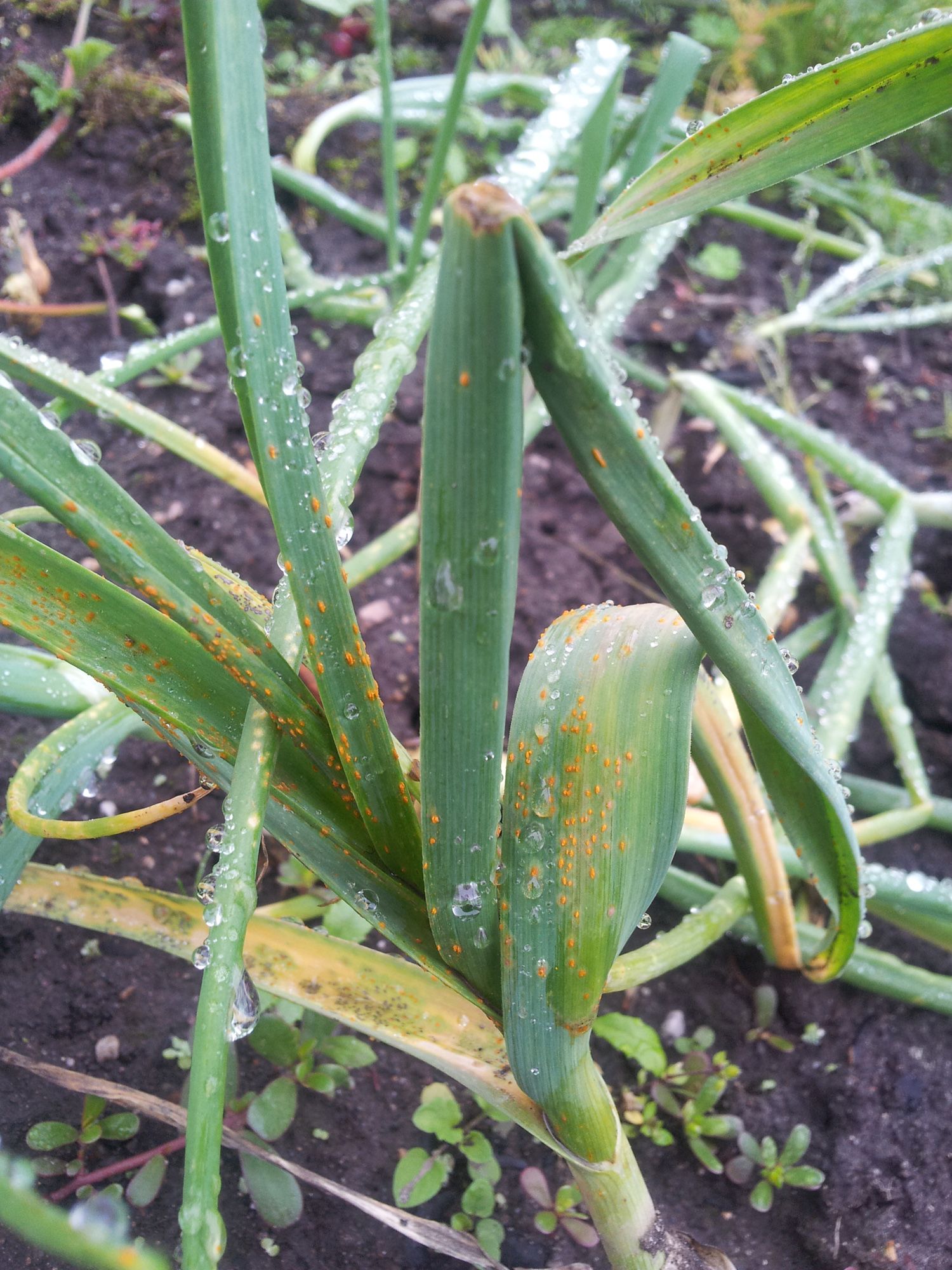 Orangene Krankheit auf Knoblauch · Pflanzenkrankheiten & Schädlinge ·  GREEN24 Pflanzen & Garten Forum