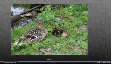 Enten.jpg