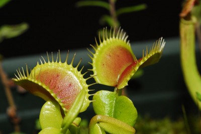 dsc_7580_VFF_Normalform.jpg