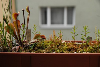 dsc_6840_kleiner_Moorkasten.jpg