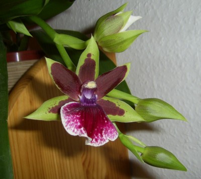 PIC_0004a.JPG