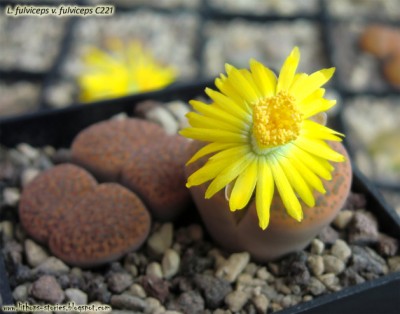 C221 fulviceps v. fulviceps_001.jpg